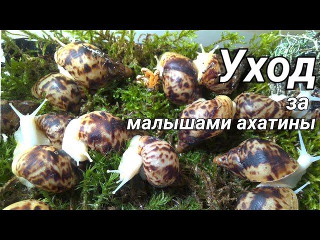 Как я ухаживаю за маленькими улитятами ахатины | Уход и содержание маленьких улиток ахатин