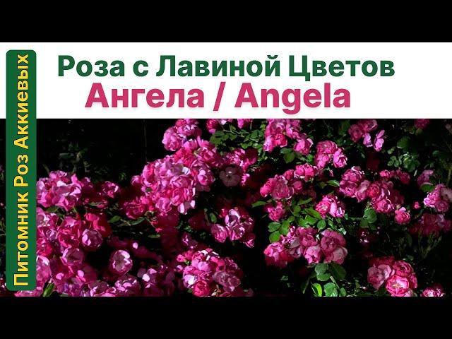 Лавина Цветов, Роза для каждого Сада: Анжела/Angela #angela #rose