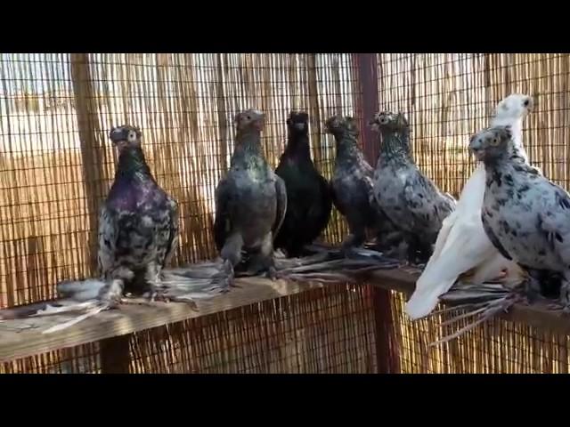 Узбекские бойные голуби / Uzbek Pigeons  ( Костя Папандопуло ( Афины, Греция ))