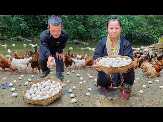 Dwarf Family Harvesting Chicken Eggs & bake eggs in bamboo tube Garden renovation | harvesting joy