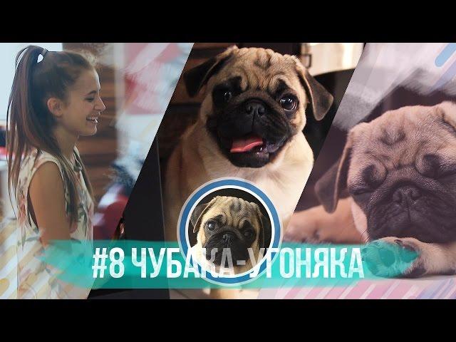 #8 Чубака-угоняка / Мопс на сверхзвуковой скорости