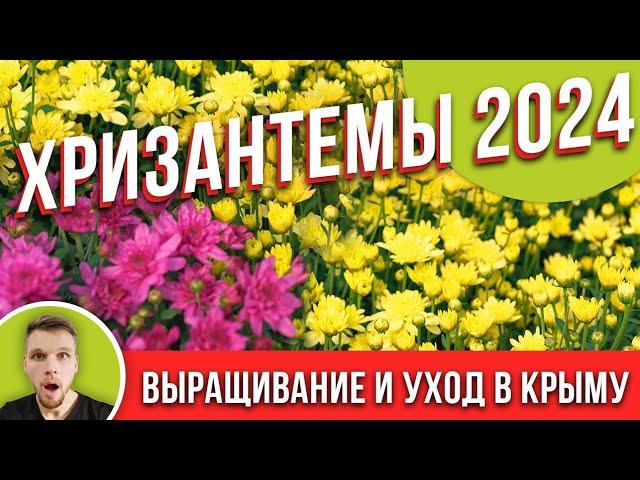 ХРИЗАНТЕМЫ 2024 Выращивание, уход.