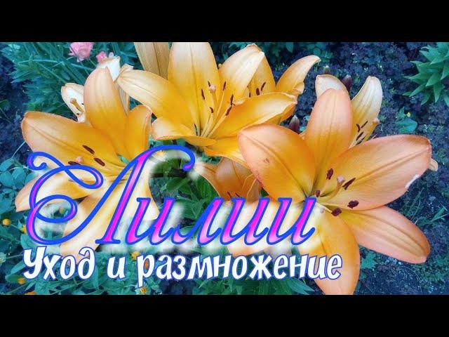 Лилии.Уход и размножение лилий