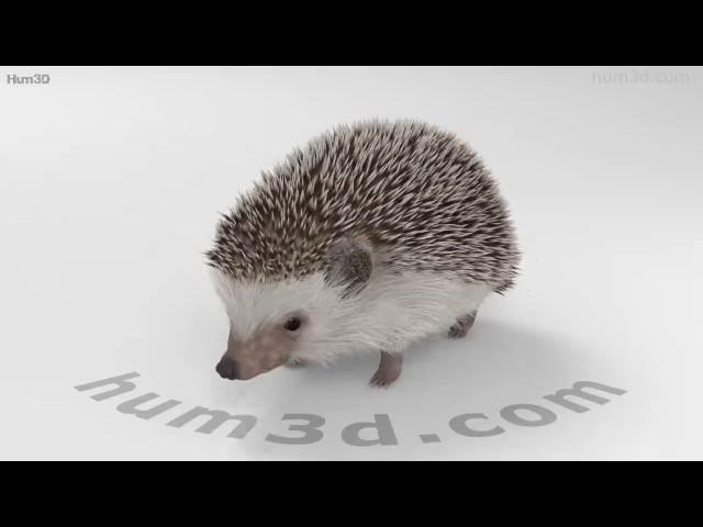 Hedgehog 3D model by 3DModels.org