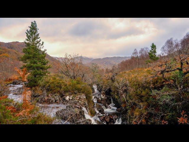 EXPLORING SCOTLAND'S RAINFOREST | one of the world's most unique forest habitats