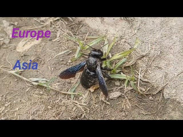 Violet Carpenter Bee ( Xylocopa violacea) #bee #science #knowledge