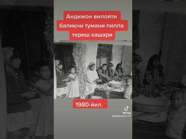 Андижон вилояти балиқчи тумани пилла териш хашари, 1980 йил.