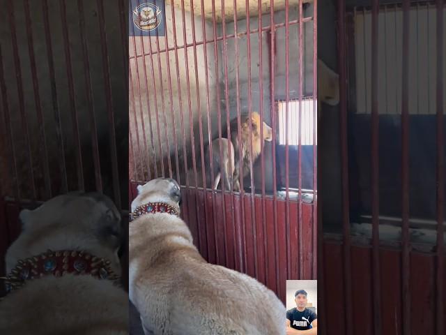 Kangal vs Lion The Ultimate Face-Off!  Who Would Win?