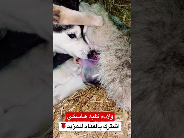 ولاده كلبه وهي بتقطع الكيس وتخرج ال