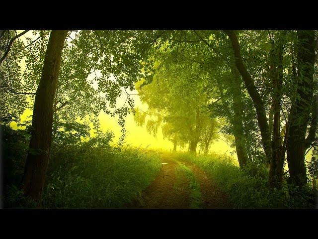 Пение птиц в лесу утром Birdsong in the forest Nature Sounds - Звуки природы