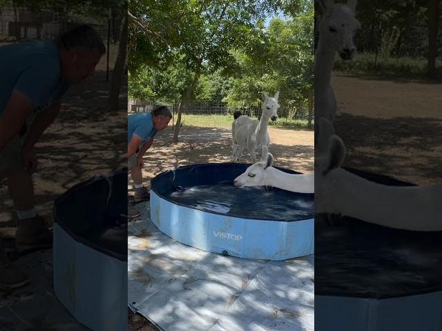 Setting￼ a swimming pool up for the llamas!! #familyfarmlife #llamas #animal #farming ￼