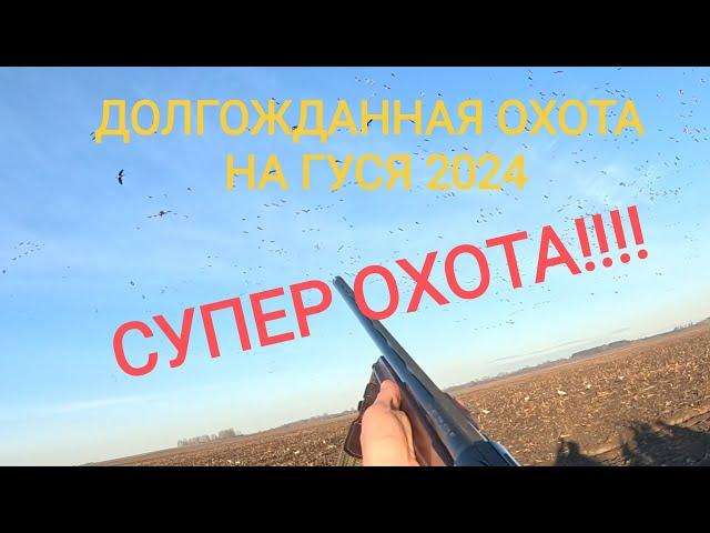 ОХОТА НА ГУСЯ В БЕЛАРУСИ!! ОТ ТАКОГО КОЛИЧЕСТВА ГУСЯ ГОЛОВА ШЛА КРУГОМ!!!!