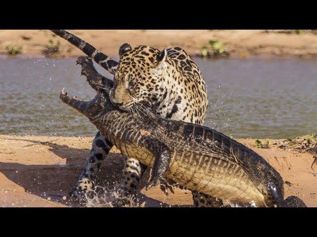 Jaguar VS Crocodile & Amazing Animal Fights - Wild Animals Documentary 2018