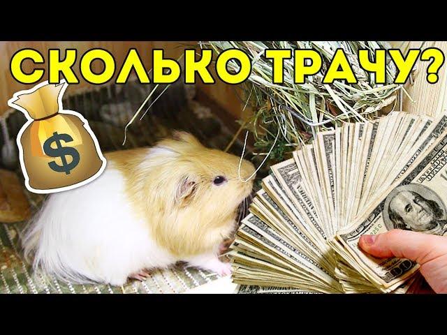 СКОЛЬКО СТОИТ СОДЕРЖАНИЕ МОРСКОЙ СВИНКИ В МЕСЯЦ / SvinkiShow