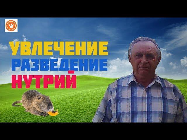 УВЛЕЧЕНИЕ РАЗВЕДЕНИЕ НУТРИЙ// В ДОМАШНИХ УСЛОВИЯХ//СОДЕРЖАНИЕ НУТРИЙ//ГОЛУБИ-НУТРИИ МАЦИНОВ.