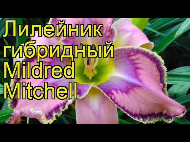 Лилейник гибридный Милдред Митчел. Краткий обзор, описание hemerocallis Mildred Mitchell