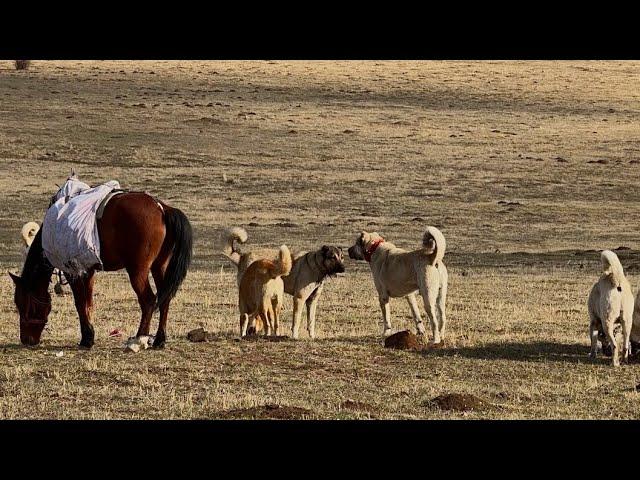 FARKLI SÜRÜ KÖPEKLERİ KARŞI KARŞIYA - HASTENEYE GİTMEK ZORUNDA KALDIM