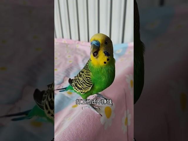 #年轻人养宠图鉴 #夏日萌友季 #birds