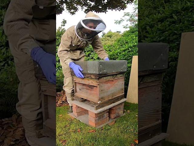 I Started Beekeeping!