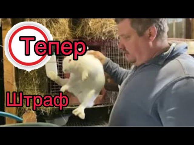 Кроликів продав---Штраф заплатив. Приїхали.