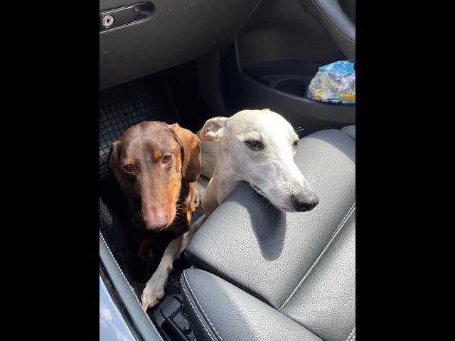 Whippet+Bullterrier+Dachshund