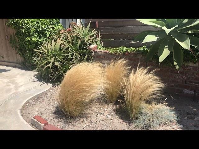 Mexican Feather Grass Waving In Slo-Mo