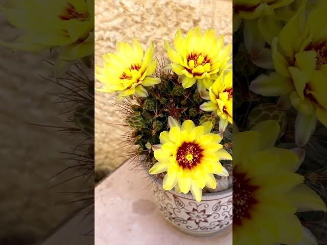 Blooming cactus