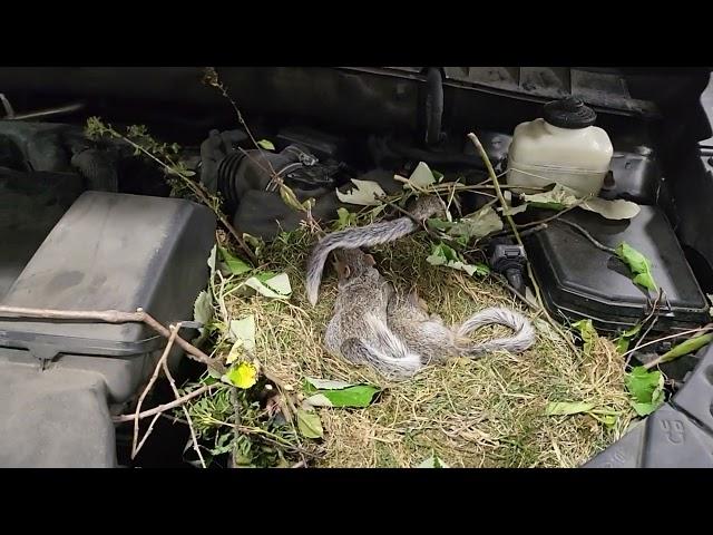 Found baby squirrels in 2018 toyota highlander