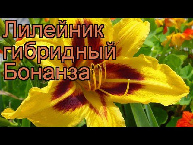 Лилейник гибридный Бонанза (hemerocallis)  Бонанза обзор: как сажать, рассада лилейника Бонанза