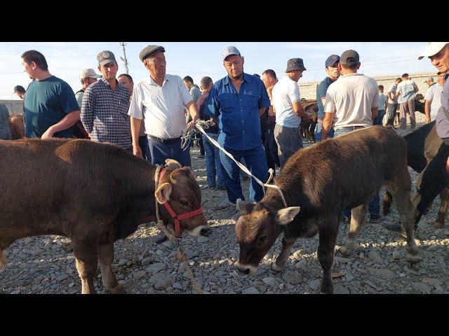 Jizzah viloyati Ģallaorol mol bozori semiz boqma va yosh buqalar narhlari 12.07.2024yil