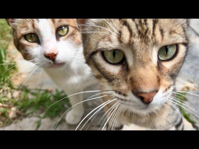 A New Bromance and a Romance in Our Cat Garden