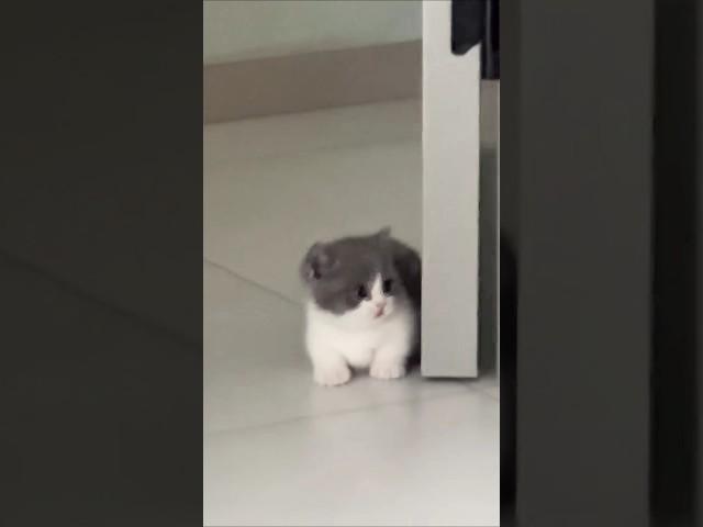 Cutest Munchkin Kitten Ever‼️#shorts #cutecat #cuteanimals #kittenshorts #catsvideo #munchkin
