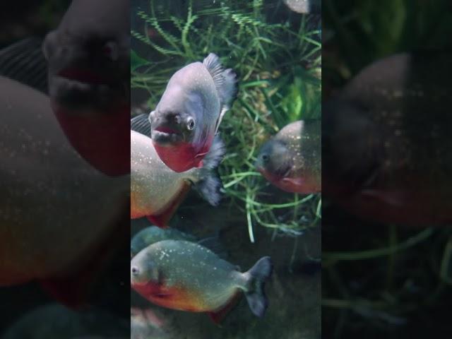   Crash Courses: Piranha Perils!  #learning #piranha #education #funny