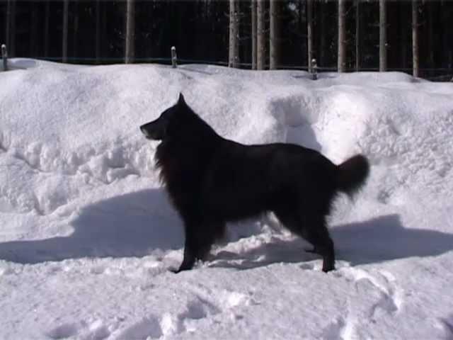 Belgian Shepherd Groenendael Timber avstandstrening