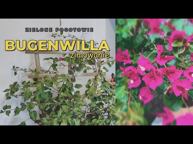 Jak przezimować bugenwille?