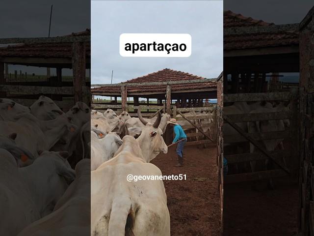 Apartando a vacada da bezerrada para evitar de machucar e facilitar o nosso trabalho #gado #agro