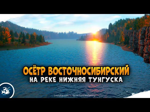 Русская Рыбалка 4 - Осетр восточносибирский. р. Нижняя Тунгуска