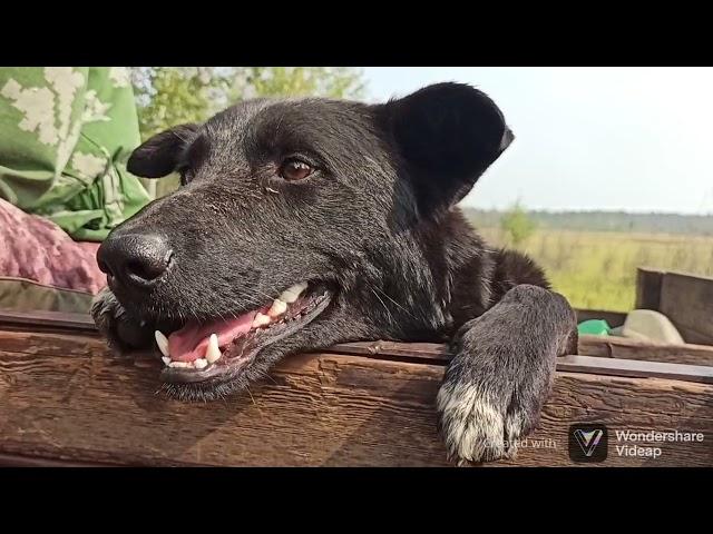 Лесные пожары Кемпендяй