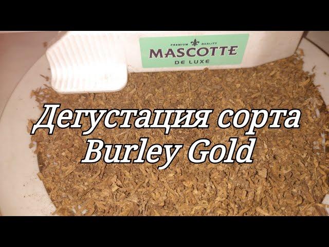 Дегустация сорта табака Burley Gold ( Берли голд )