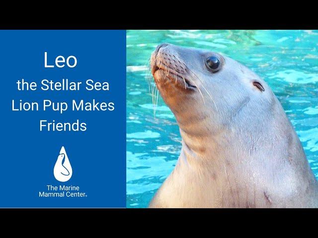 Leo the Steller Sea Lion Pup Makes Friends