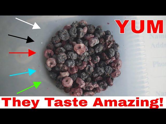 How To Dehydrate Blue Berries By Homestead Tessies Son