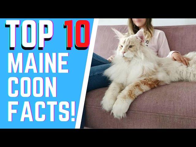 The Maine Coon 101 : TOP 10 FACTS YOU DID NOT KNOW ABOUT THE BREED