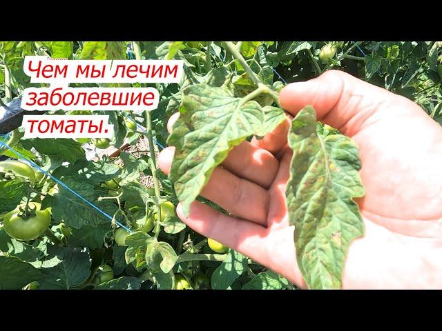 Have you seen this on tomatoes? Process it urgently! Saving tomatoes in the garden.