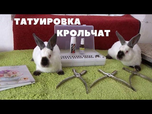 Клеймение и идентификация кроликов