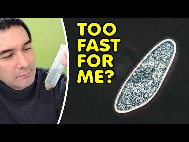 How to Slow Down Microorganisms for Better Microscopy