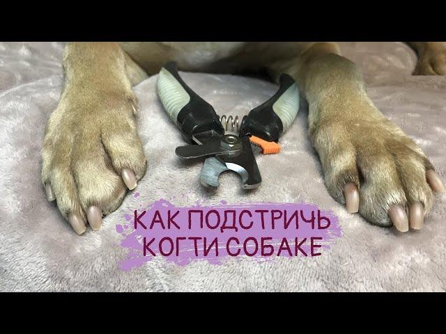 Как подстричь когти собаке