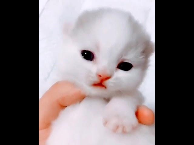 Cute cat-Baby cat sound is touching awww