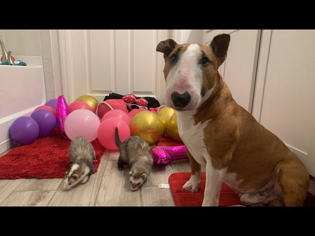 Miniature BullTerrier playing with Ferrets !Миниатюрный Бультерьер играет с Хорьками !