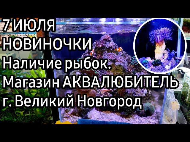 Морские аквариумы. Новинки в магазине Аквалюбитель, Великий Новгород