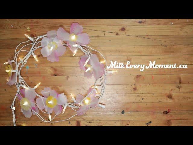 Milk DIY: Peony Lights